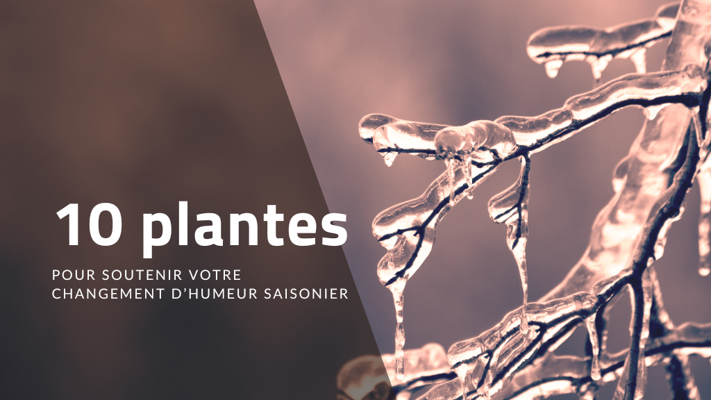 10 plantes pour soutenir vos changements d'humeur saisonniers