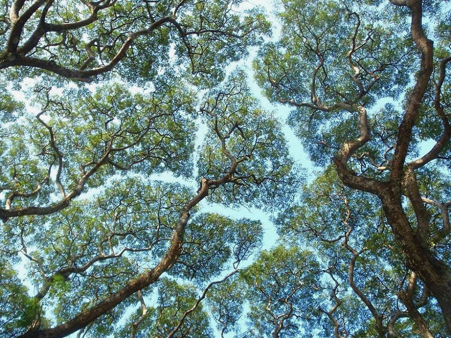 Crown shyness ou la délicatesse des arbres