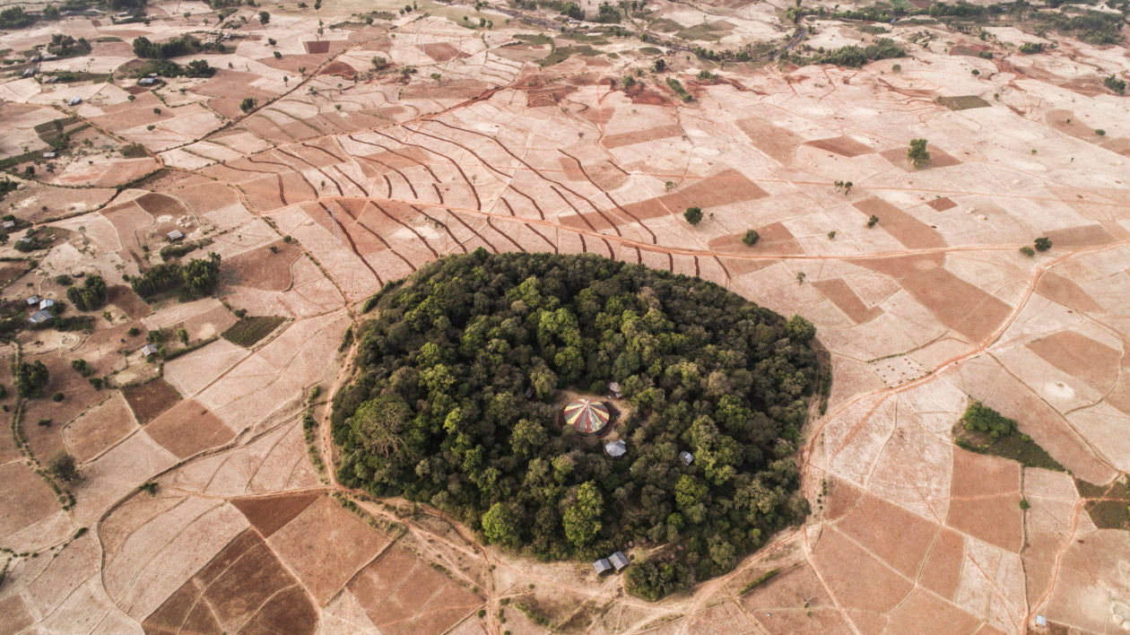 Bosquets sacrés : comment la connexion spirituelle aide à protéger la nature