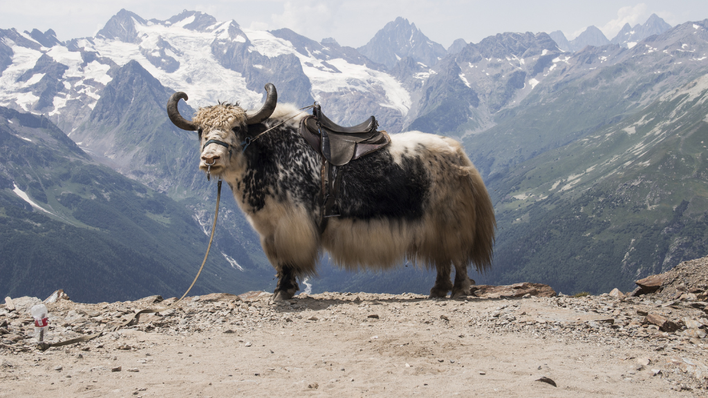 L’Art du Dom : Le biohacking ancestral des nomades de Mongolie
