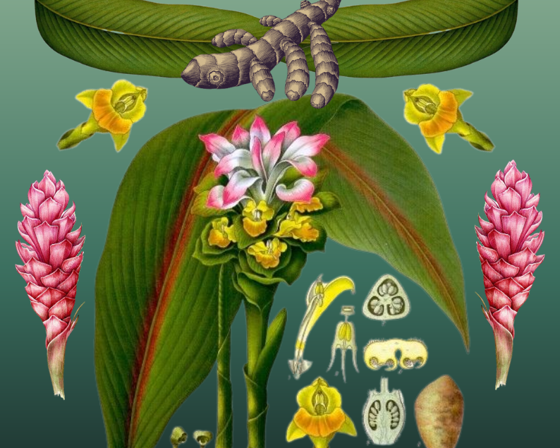 On vous dit tout sur le curcuma