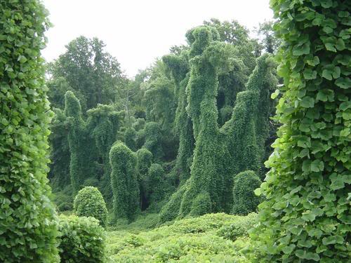 Kudzu.jpg