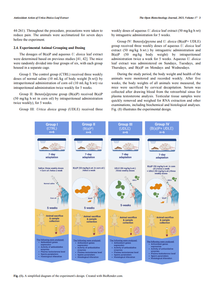 Effet protecteur sur le stress oxydatif testiculaire 